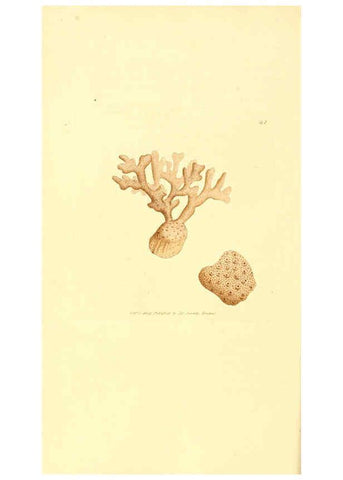 Reproducción/Reproduction 6008294299: The British miscellany London :Printed by R. Taylor & Co., and sold by the author, J. Sowerby by White, Johnson, Symonds, and all other booksellers,1806