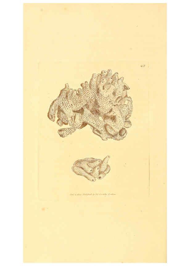 Reproducción/Reproduction 6008842064: The British miscellany London :Printed by R. Taylor & Co., and sold by the author, J. Sowerby by White, Johnson, Symonds, and all other booksellers,1806