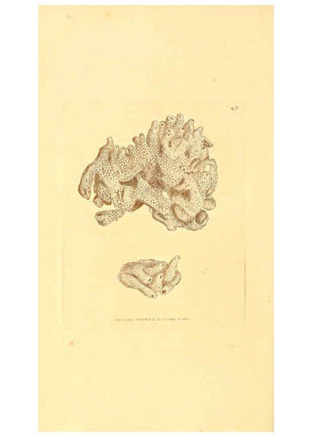 Reproducción/Reproduction 6008842064: The British miscellany London :Printed by R. Taylor & Co., and sold by the author, J. Sowerby by White, Johnson, Symonds, and all other booksellers,1806