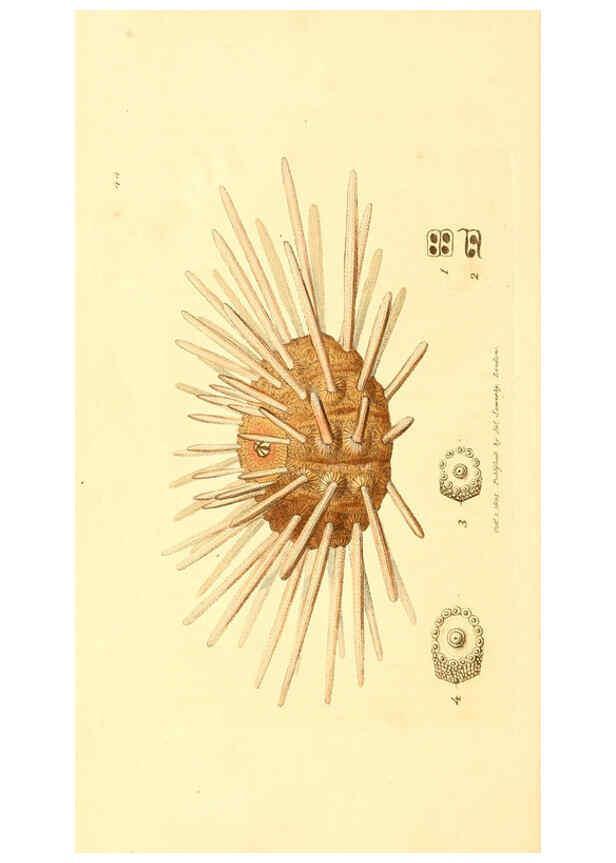 Reproducción/Reproduction 6008294935: The British miscellany London :Printed by R. Taylor & Co., and sold by the author, J. Sowerby by White, Johnson, Symonds, and all other booksellers,1806