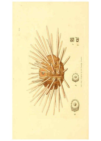Reproducción/Reproduction 6008294935: The British miscellany London :Printed by R. Taylor & Co., and sold by the author, J. Sowerby by White, Johnson, Symonds, and all other booksellers,1806