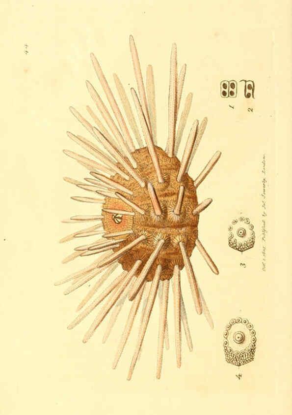 Reproducción/Reproduction 6008294935: The British miscellany London :Printed by R. Taylor & Co., and sold by the author, J. Sowerby by White, Johnson, Symonds, and all other booksellers,1806
