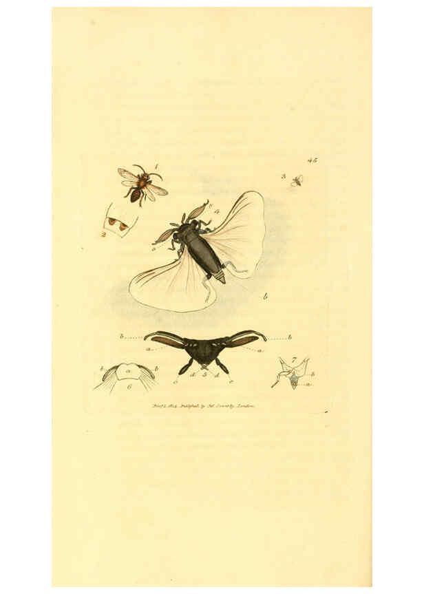 Reproducción/Reproduction 6008295177: The British miscellany London :Printed by R. Taylor & Co., and sold by the author, J. Sowerby by White, Johnson, Symonds, and all other booksellers,1806