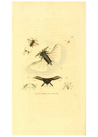 Reproducción/Reproduction 6008295177: The British miscellany London :Printed by R. Taylor & Co., and sold by the author, J. Sowerby by White, Johnson, Symonds, and all other booksellers,1806