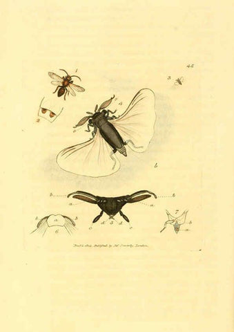 Reproducción/Reproduction 6008295177: The British miscellany London :Printed by R. Taylor & Co., and sold by the author, J. Sowerby by White, Johnson, Symonds, and all other booksellers,1806