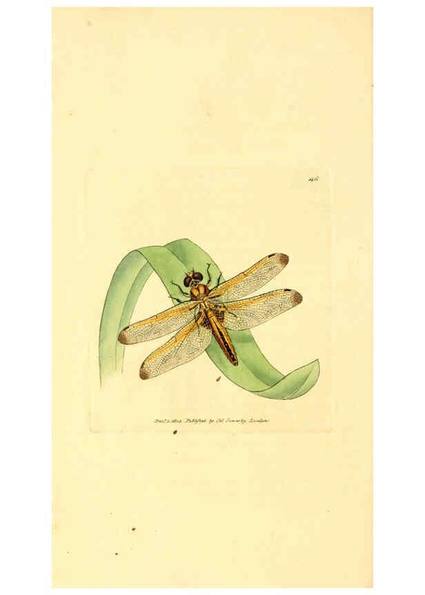 Reproducción/Reproduction 6008843228: The British miscellany London :Printed by R. Taylor & Co., and sold by the author, J. Sowerby by White, Johnson, Symonds, and all other booksellers,1806