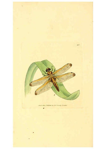 Reproducción/Reproduction 6008843228: The British miscellany London :Printed by R. Taylor & Co., and sold by the author, J. Sowerby by White, Johnson, Symonds, and all other booksellers,1806