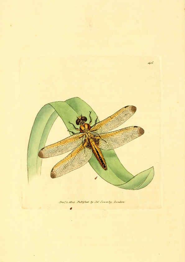 Reproducción/Reproduction 6008843228: The British miscellany London :Printed by R. Taylor & Co., and sold by the author, J. Sowerby by White, Johnson, Symonds, and all other booksellers,1806