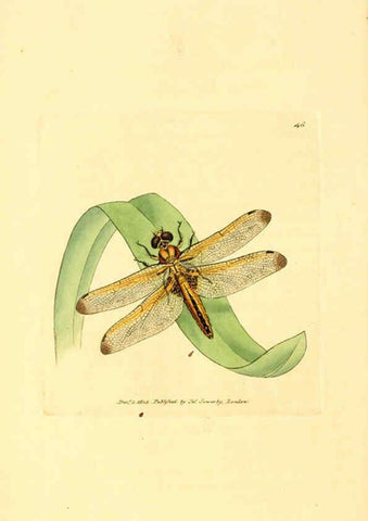 Reproducción/Reproduction 6008843228: The British miscellany London :Printed by R. Taylor & Co., and sold by the author, J. Sowerby by White, Johnson, Symonds, and all other booksellers,1806