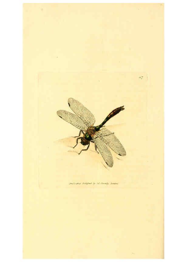 Reproducción/Reproduction 6008295929: The British miscellany London :Printed by R. Taylor & Co., and sold by the author, J. Sowerby by White, Johnson, Symonds, and all other booksellers,1806
