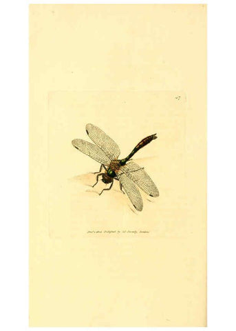 Reproducción/Reproduction 6008295929: The British miscellany London :Printed by R. Taylor & Co., and sold by the author, J. Sowerby by White, Johnson, Symonds, and all other booksellers,1806