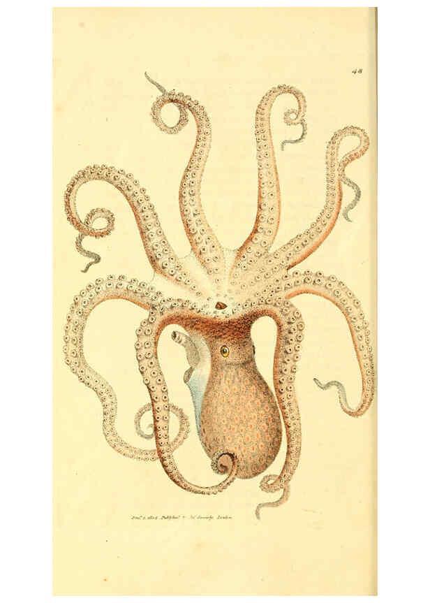 Reproducción/Reproduction 6008296203: The British miscellany London :Printed by R. Taylor & Co., and sold by the author, J. Sowerby by White, Johnson, Symonds, and all other booksellers,1806