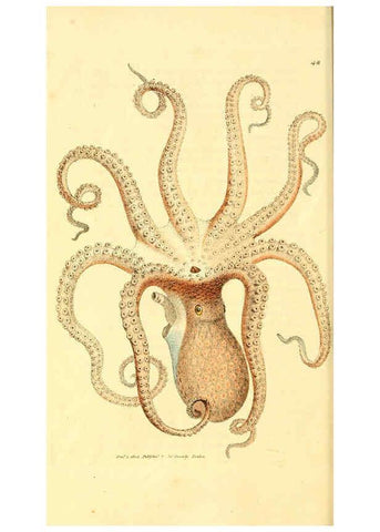 Reproducción/Reproduction 6008296203: The British miscellany London :Printed by R. Taylor & Co., and sold by the author, J. Sowerby by White, Johnson, Symonds, and all other booksellers,1806