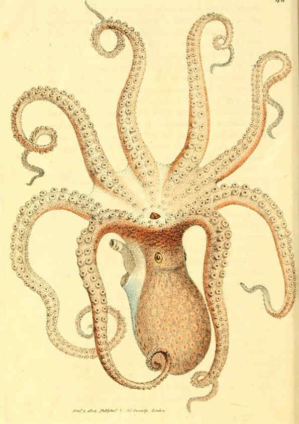 Reproducción/Reproduction 6008296203: The British miscellany London :Printed by R. Taylor & Co., and sold by the author, J. Sowerby by White, Johnson, Symonds, and all other booksellers,1806