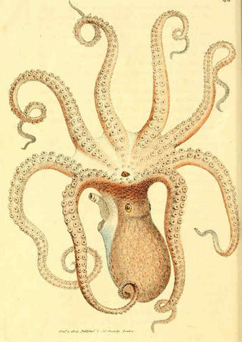 Reproducción/Reproduction 6008296203: The British miscellany London :Printed by R. Taylor & Co., and sold by the author, J. Sowerby by White, Johnson, Symonds, and all other booksellers,1806