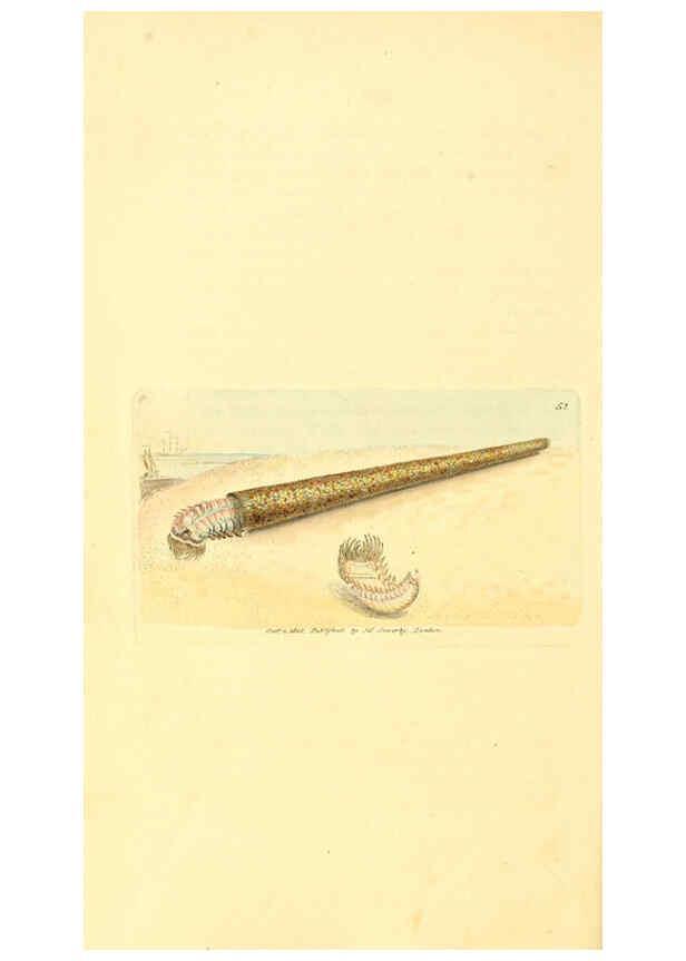 Reproducción/Reproduction 6008844544: The British miscellany London :Printed by R. Taylor & Co., and sold by the author, J. Sowerby by White, Johnson, Symonds, and all other booksellers,1806