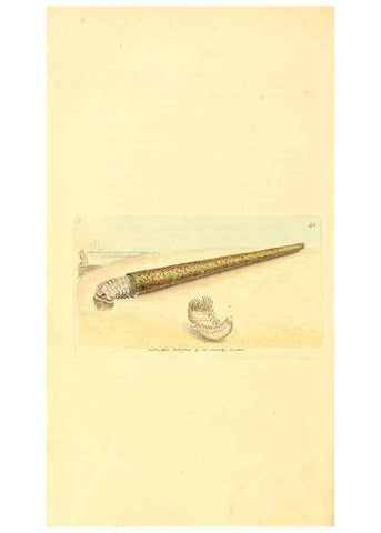 Reproducción/Reproduction 6008844544: The British miscellany London :Printed by R. Taylor & Co., and sold by the author, J. Sowerby by White, Johnson, Symonds, and all other booksellers,1806