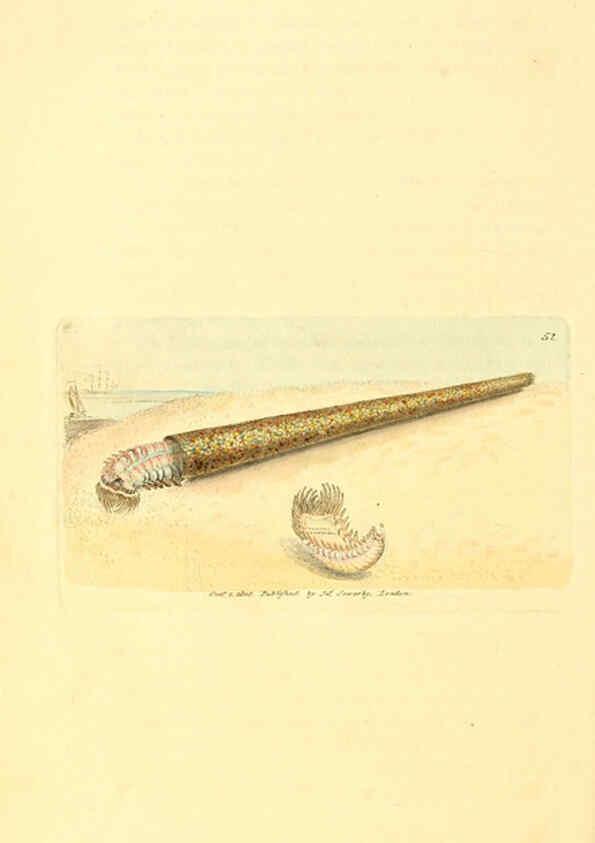 Reproducción/Reproduction 6008844544: The British miscellany London :Printed by R. Taylor & Co., and sold by the author, J. Sowerby by White, Johnson, Symonds, and all other booksellers,1806