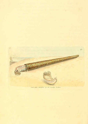 Reproducción/Reproduction 6008844544: The British miscellany London :Printed by R. Taylor & Co., and sold by the author, J. Sowerby by White, Johnson, Symonds, and all other booksellers,1806