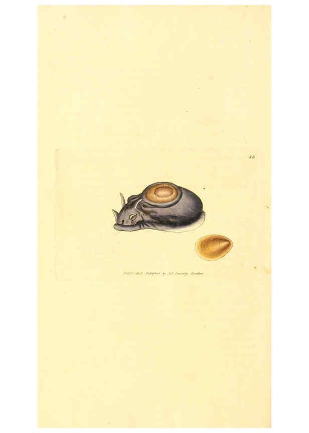 Reproducción/Reproduction 6008845120: The British miscellany London :Printed by R. Taylor & Co., and sold by the author, J. Sowerby by White, Johnson, Symonds, and all other booksellers,1806