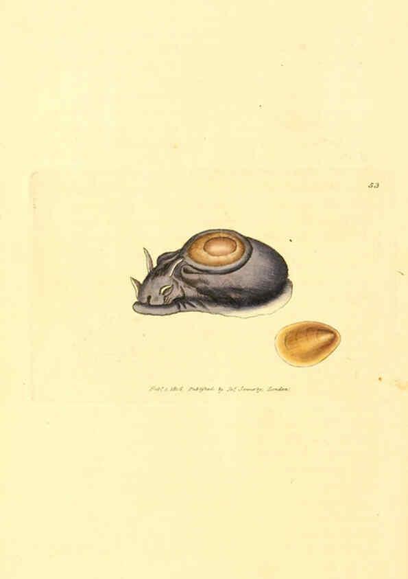 Reproducción/Reproduction 6008845120: The British miscellany London :Printed by R. Taylor & Co., and sold by the author, J. Sowerby by White, Johnson, Symonds, and all other booksellers,1806