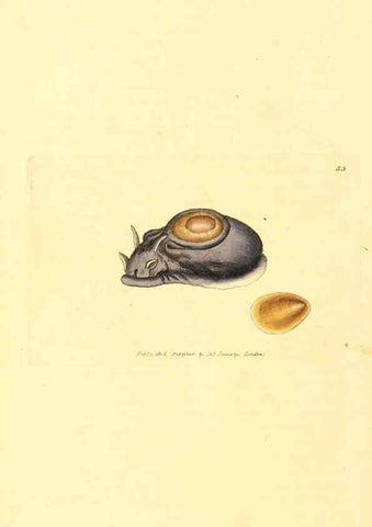 Reproducción/Reproduction 6008845120: The British miscellany London :Printed by R. Taylor & Co., and sold by the author, J. Sowerby by White, Johnson, Symonds, and all other booksellers,1806