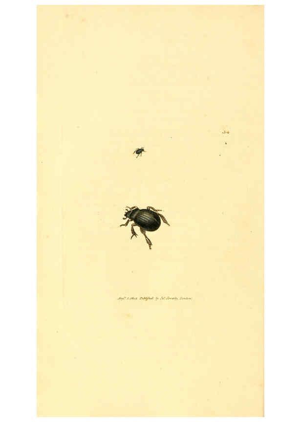 Reproducción/Reproduction 6008840018: The British miscellany London :Printed by R. Taylor & Co., and sold by the author, J. Sowerby by White, Johnson, Symonds, and all other booksellers,1806