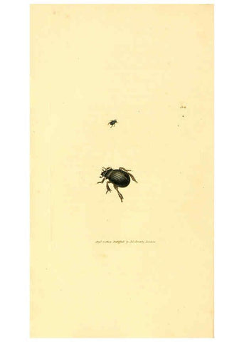 Reproducción/Reproduction 6008840018: The British miscellany London :Printed by R. Taylor & Co., and sold by the author, J. Sowerby by White, Johnson, Symonds, and all other booksellers,1806