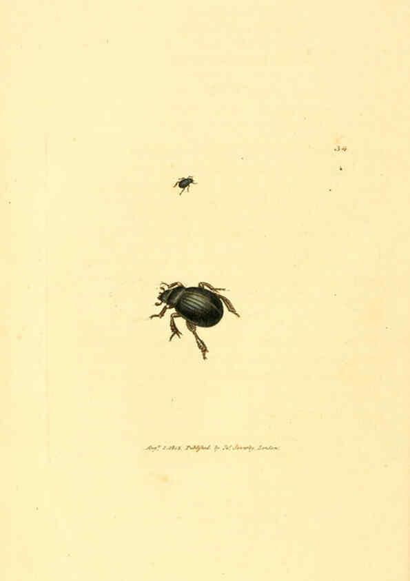 Reproducción/Reproduction 6008840018: The British miscellany London :Printed by R. Taylor & Co., and sold by the author, J. Sowerby by White, Johnson, Symonds, and all other booksellers,1806