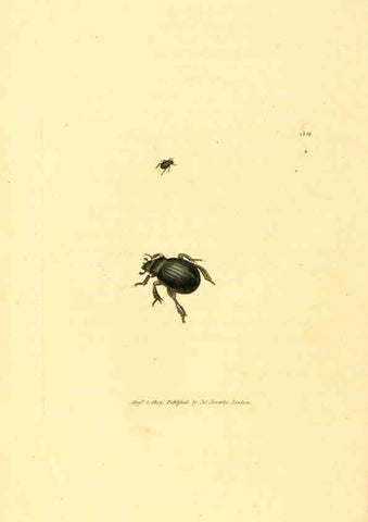 Reproducción/Reproduction 6008840018: The British miscellany London :Printed by R. Taylor & Co., and sold by the author, J. Sowerby by White, Johnson, Symonds, and all other booksellers,1806