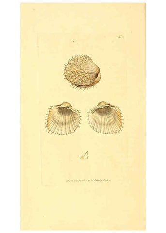 Reproducción/Reproduction 6008839392: The British miscellany London :Printed by R. Taylor & Co., and sold by the author, J. Sowerby by White, Johnson, Symonds, and all other booksellers,1806