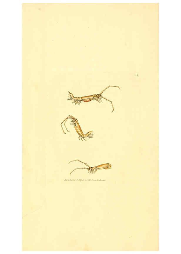 Reproducción/Reproduction 6008287499: The British miscellany London :Printed by R. Taylor & Co., and sold by the author, J. Sowerby by White, Johnson, Symonds, and all other booksellers,1806