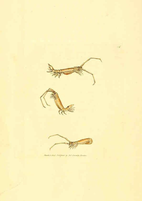 Reproducción/Reproduction 6008287499: The British miscellany London :Printed by R. Taylor & Co., and sold by the author, J. Sowerby by White, Johnson, Symonds, and all other booksellers,1806