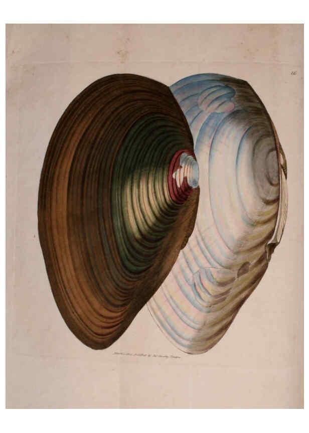 Reproducción/Reproduction 6008287695: The British miscellany London :Printed by R. Taylor & Co., and sold by the author, J. Sowerby by White, Johnson, Symonds, and all other booksellers,1806