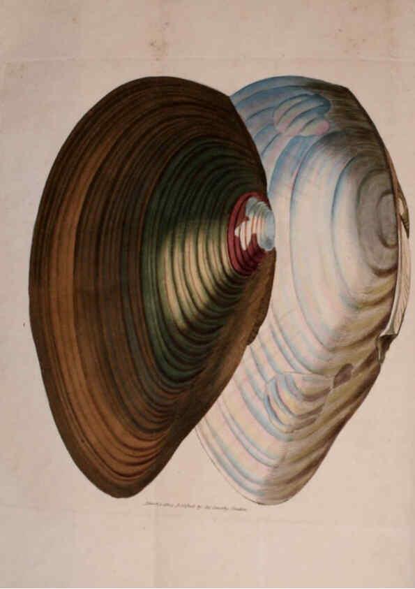 Reproducción/Reproduction 6008287695: The British miscellany London :Printed by R. Taylor & Co., and sold by the author, J. Sowerby by White, Johnson, Symonds, and all other booksellers,1806