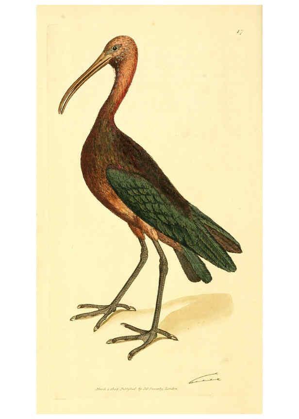 Reproducción/Reproduction 6008835614: The British miscellany London :Printed by R. Taylor & Co., and sold by the author, J. Sowerby by White, Johnson, Symonds, and all other booksellers,1806