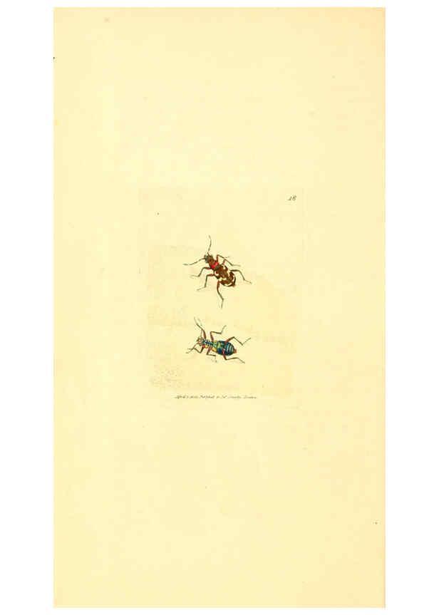 Reproducción/Reproduction 6008835864: The British miscellany London :Printed by R. Taylor & Co., and sold by the author, J. Sowerby by White, Johnson, Symonds, and all other booksellers,1806