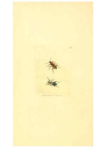 Reproducción/Reproduction 6008835864: The British miscellany London :Printed by R. Taylor & Co., and sold by the author, J. Sowerby by White, Johnson, Symonds, and all other booksellers,1806