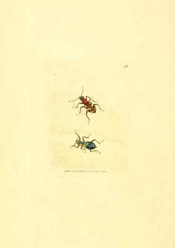 Reproducción/Reproduction 6008835864: The British miscellany London :Printed by R. Taylor & Co., and sold by the author, J. Sowerby by White, Johnson, Symonds, and all other booksellers,1806