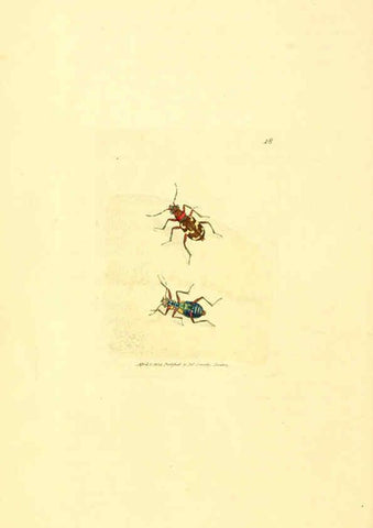 Reproducción/Reproduction 6008835864: The British miscellany London :Printed by R. Taylor & Co., and sold by the author, J. Sowerby by White, Johnson, Symonds, and all other booksellers,1806