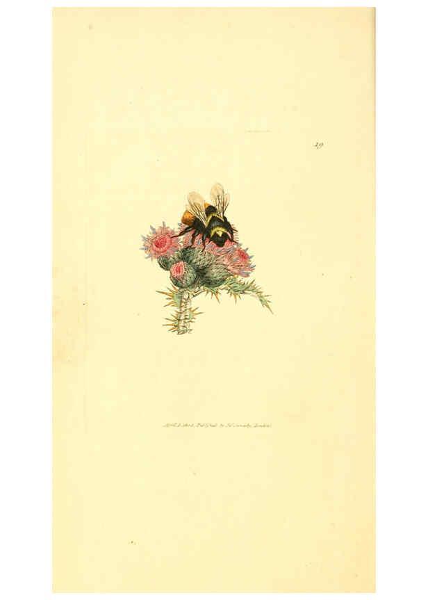 Reproducción/Reproduction 6008288343: The British miscellany London :Printed by R. Taylor & Co., and sold by the author, J. Sowerby by White, Johnson, Symonds, and all other booksellers,1806