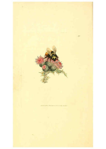 Reproducción/Reproduction 6008288343: The British miscellany London :Printed by R. Taylor & Co., and sold by the author, J. Sowerby by White, Johnson, Symonds, and all other booksellers,1806
