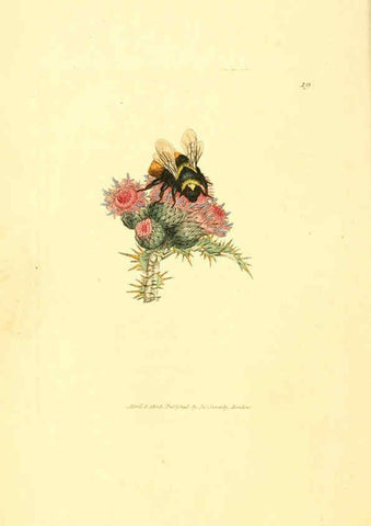 Reproducción/Reproduction 6008288343: The British miscellany London :Printed by R. Taylor & Co., and sold by the author, J. Sowerby by White, Johnson, Symonds, and all other booksellers,1806