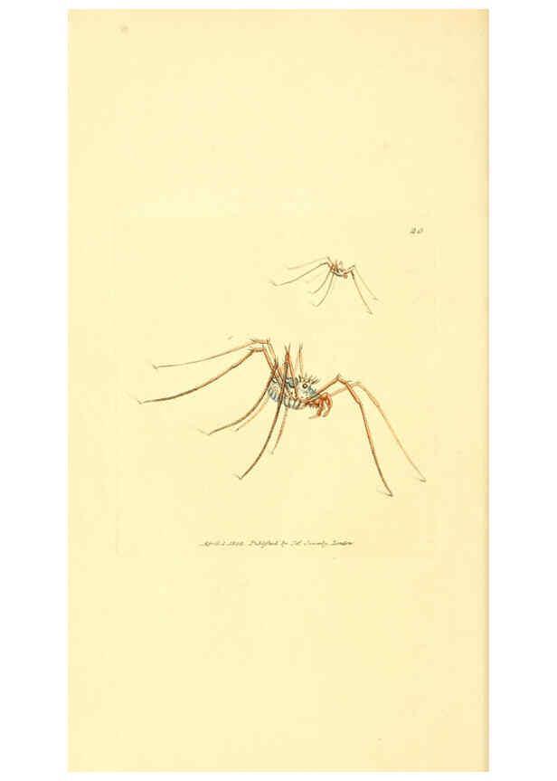Reproducción/Reproduction 6008836308: The British miscellany London :Printed by R. Taylor & Co., and sold by the author, J. Sowerby by White, Johnson, Symonds, and all other booksellers,1806