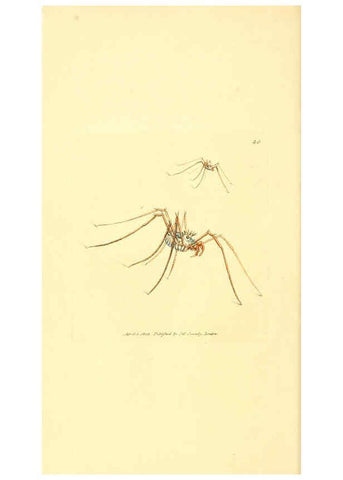 Reproducción/Reproduction 6008836308: The British miscellany London :Printed by R. Taylor & Co., and sold by the author, J. Sowerby by White, Johnson, Symonds, and all other booksellers,1806