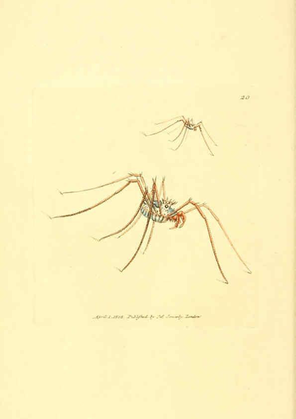 Reproducción/Reproduction 6008836308: The British miscellany London :Printed by R. Taylor & Co., and sold by the author, J. Sowerby by White, Johnson, Symonds, and all other booksellers,1806