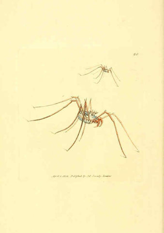 Reproducción/Reproduction 6008836308: The British miscellany London :Printed by R. Taylor & Co., and sold by the author, J. Sowerby by White, Johnson, Symonds, and all other booksellers,1806