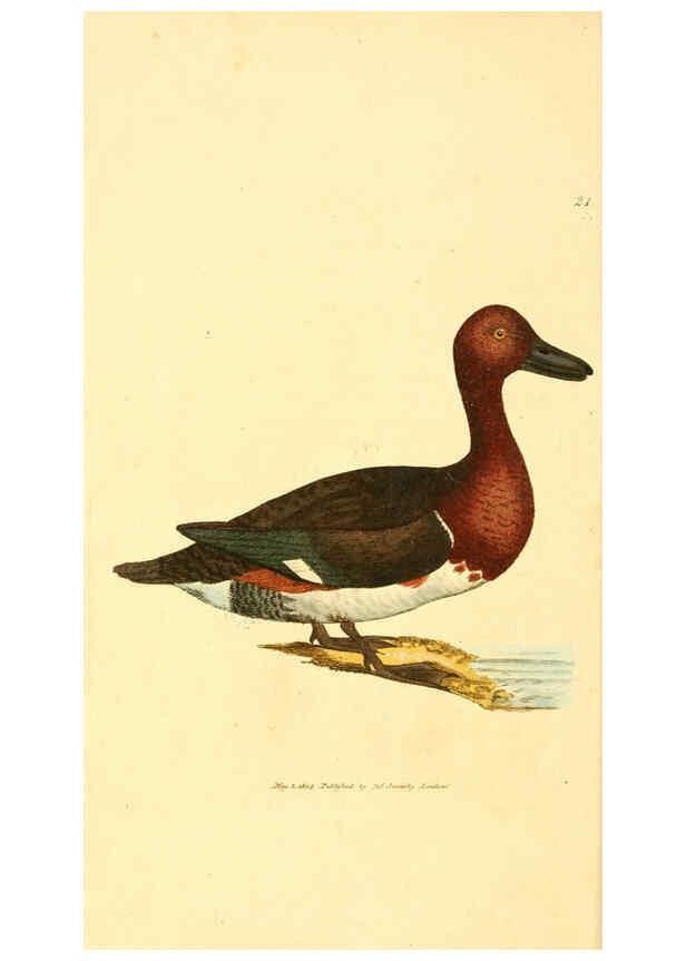 Reproducción/Reproduction 6008836618: The British miscellany London :Printed by R. Taylor & Co., and sold by the author, J. Sowerby by White, Johnson, Symonds, and all other booksellers,1806