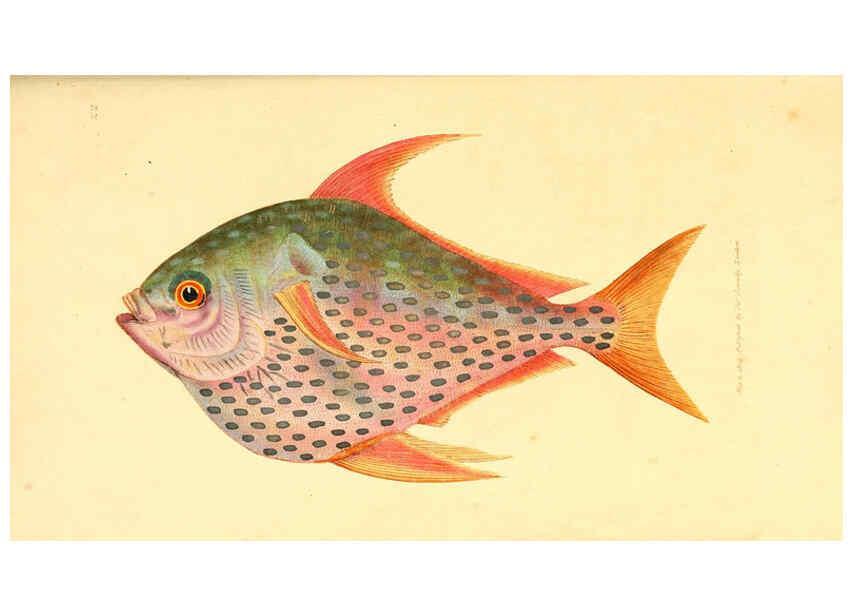 Reproducción/Reproduction 6008837006: The British miscellany London :Printed by R. Taylor & Co., and sold by the author, J. Sowerby by White, Johnson, Symonds, and all other booksellers,1806