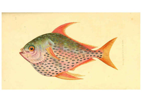 Reproducción/Reproduction 6008837006: The British miscellany London :Printed by R. Taylor & Co., and sold by the author, J. Sowerby by White, Johnson, Symonds, and all other booksellers,1806